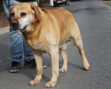SIRIUS, Hund, Labrador Retriever in Ungarn - Bild 3