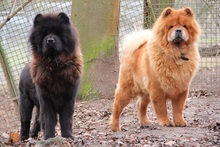LISA, Hund, Chow Chow in Felsberg-Beuern - Bild 5