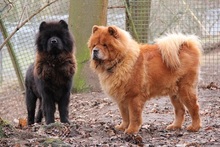 LISA, Hund, Chow Chow in Felsberg-Beuern - Bild 7