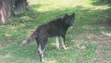 BLAGO, Hund, Mischlingshund in Bulgarien - Bild 1
