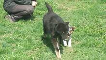 BLAGO, Hund, Mischlingshund in Bulgarien - Bild 10