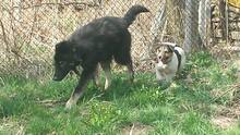 BLAGO, Hund, Mischlingshund in Bulgarien - Bild 11