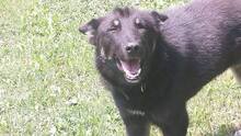 BLAGO, Hund, Mischlingshund in Bulgarien - Bild 2