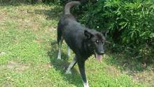 BLAGO, Hund, Mischlingshund in Bulgarien - Bild 3
