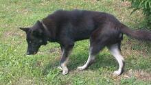 BLAGO, Hund, Mischlingshund in Bulgarien - Bild 5