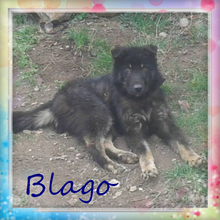 BLAGO, Hund, Mischlingshund in Bulgarien - Bild 6