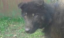 BLAGO, Hund, Mischlingshund in Bulgarien - Bild 8
