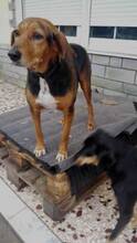ZOITSA, Hund, Mischlingshund in München - Bild 4