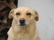 DESI, Hund, Mischlingshund in Meldorf - Bild 15