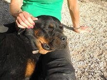 FLO, Hund, Rottweiler in Italien - Bild 4