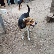 LARA, Hund, Mischlingshund in Kevelaer - Bild 11