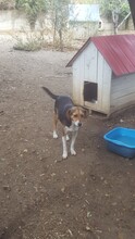 LARA, Hund, Mischlingshund in Kevelaer - Bild 12