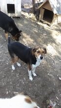 LARA, Hund, Mischlingshund in Kevelaer - Bild 3
