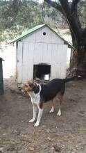 LARA, Hund, Mischlingshund in Kevelaer - Bild 5