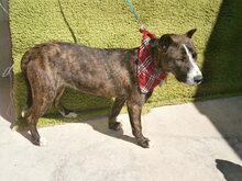 LOLA, Hund, Mischlingshund in Spanien - Bild 14