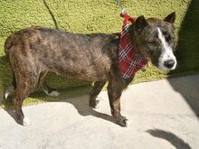LOLA, Hund, Mischlingshund in Spanien - Bild 15