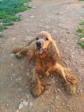 BOBY, Hund, Cocker Spaniel in Spanien - Bild 1