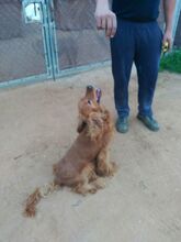 BOBY, Hund, Cocker Spaniel in Spanien - Bild 2