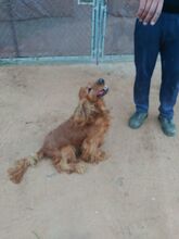 BOBY, Hund, Cocker Spaniel in Spanien - Bild 3