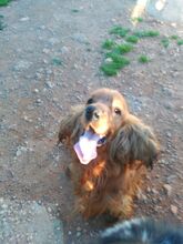 BOBY, Hund, Cocker Spaniel in Spanien - Bild 4