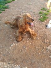 BOBY, Hund, Cocker Spaniel in Spanien - Bild 5