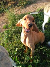 BOBY, Hund, Cocker Spaniel in Spanien - Bild 6