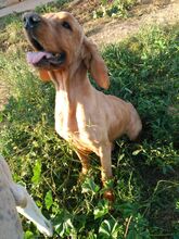 BOBY, Hund, Cocker Spaniel in Spanien - Bild 7