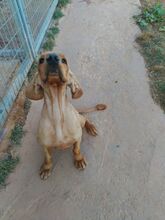 BOBY, Hund, Cocker Spaniel in Spanien - Bild 8