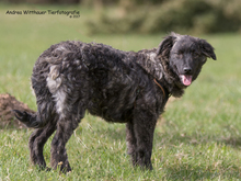 OLIVA, Hund, Mischlingshund in Eckental - Bild 2