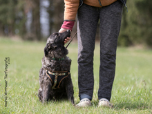 OLIVA, Hund, Mischlingshund in Eckental - Bild 3