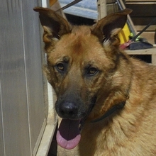 VERSACHE, Hund, Mischlingshund in Spanien - Bild 1