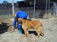 VERSACHE, Hund, Mischlingshund in Spanien - Bild 2