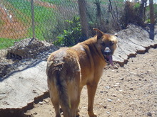VERSACHE, Hund, Mischlingshund in Spanien - Bild 3