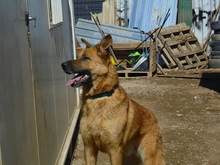 VERSACHE, Hund, Mischlingshund in Spanien - Bild 4