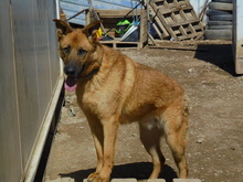 VERSACHE, Hund, Mischlingshund in Spanien - Bild 5