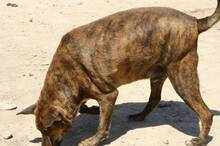TIGRE, Hund, Boxer-Mix in Spanien - Bild 10