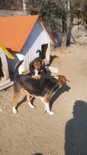 XENIA, Hund, Mischlingshund in Ludwigshafen - Bild 3