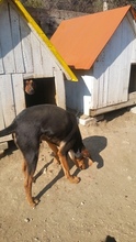 XENIA, Hund, Mischlingshund in Ludwigshafen - Bild 4