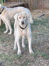 FILOU, Hund, Labrador-Mix in Griechenland - Bild 2