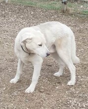 FILOU, Hund, Labrador-Mix in Griechenland - Bild 4