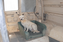 THEO, Hund, Mischlingshund in Dingolfing - Bild 2