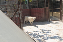 THEO, Hund, Mischlingshund in Dingolfing - Bild 3