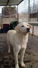 THEO, Hund, Mischlingshund in Dingolfing - Bild 6