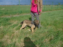 HERKI, Hund, Mischlingshund in Salzwedel - Bild 10