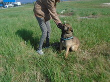 HERKI, Hund, Mischlingshund in Salzwedel - Bild 2