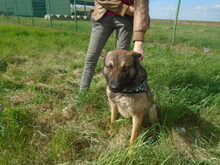HERKI, Hund, Mischlingshund in Salzwedel - Bild 4