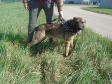 HERKI, Hund, Mischlingshund in Salzwedel - Bild 6