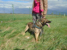 HERKI, Hund, Mischlingshund in Salzwedel - Bild 9
