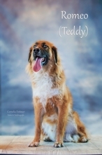 TEDDY, Hund, Mischlingshund in Braunschweig - Bild 2