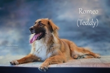 TEDDY, Hund, Mischlingshund in Braunschweig - Bild 3